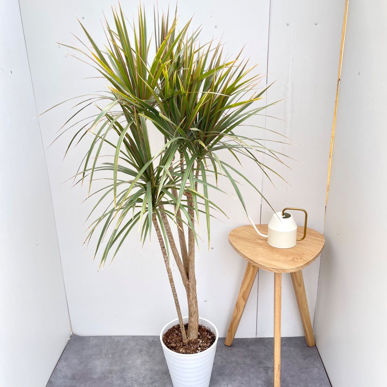現品　ドラセナ　コンシンネ　トリカラー　28番　観葉植物　特大　インテリア　室内 ドラセナ コンシンネ トリカラー 8【現品】観葉植物 室内 大型 - メルカリ