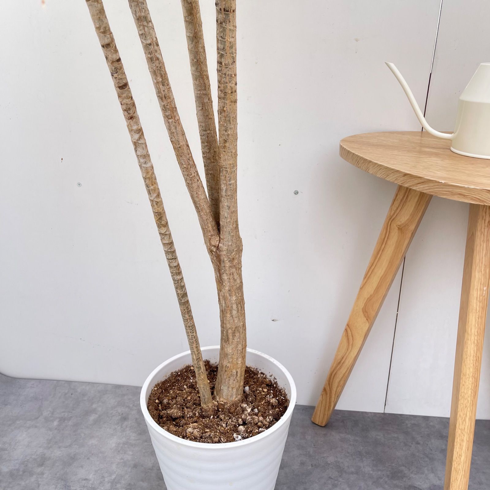 ドラセナ コンシンネ トリカラー 8【現品】観葉植物 室内 大型 - メルカリ