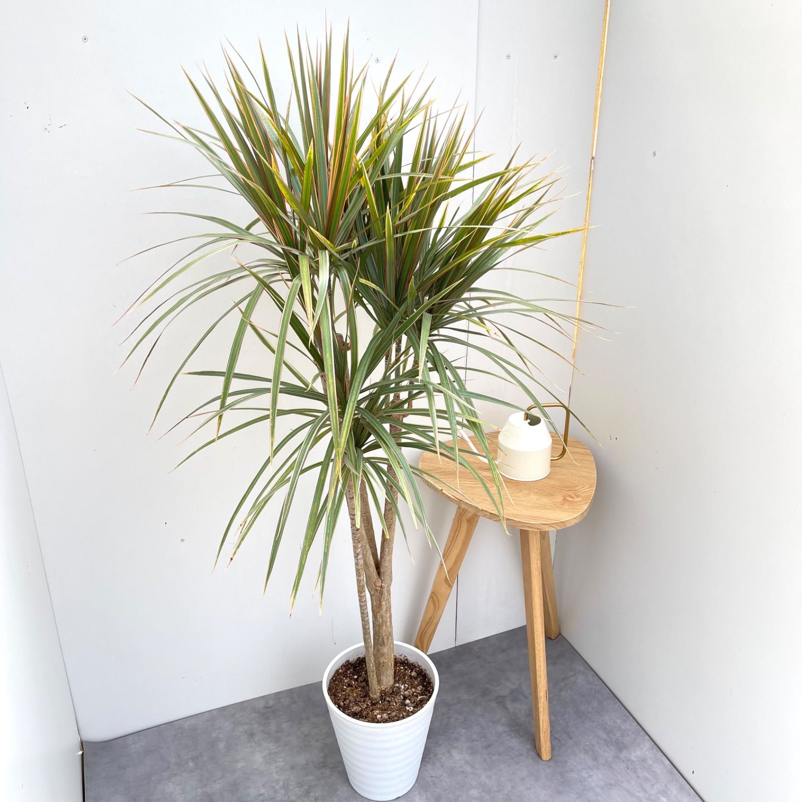 ドラセナ コンシンネ トリカラー 8【現品】観葉植物 室内 大型 - メルカリ