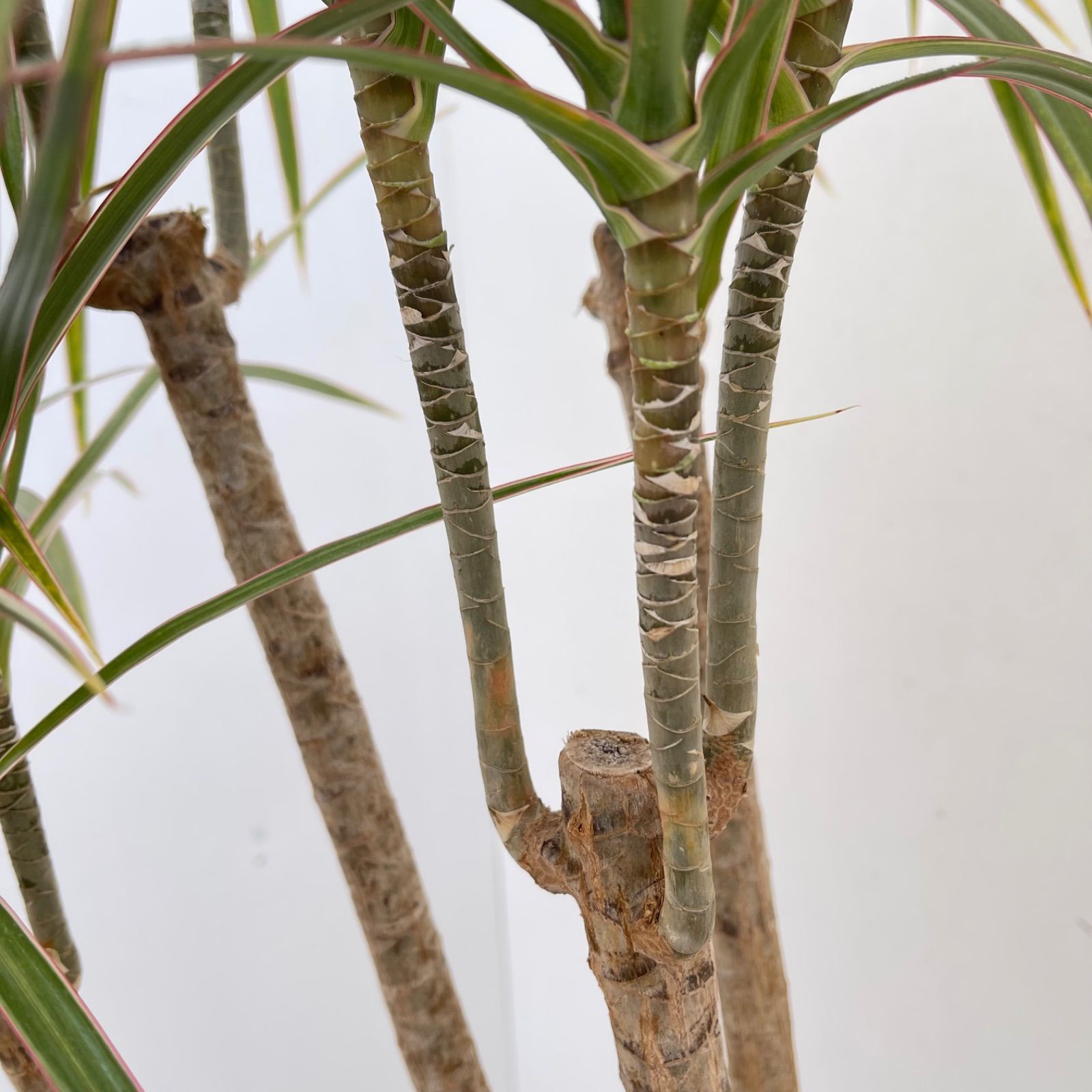 ドラセナ コンシンネ トリカラー 8【現品】観葉植物 室内 大型 - メルカリ