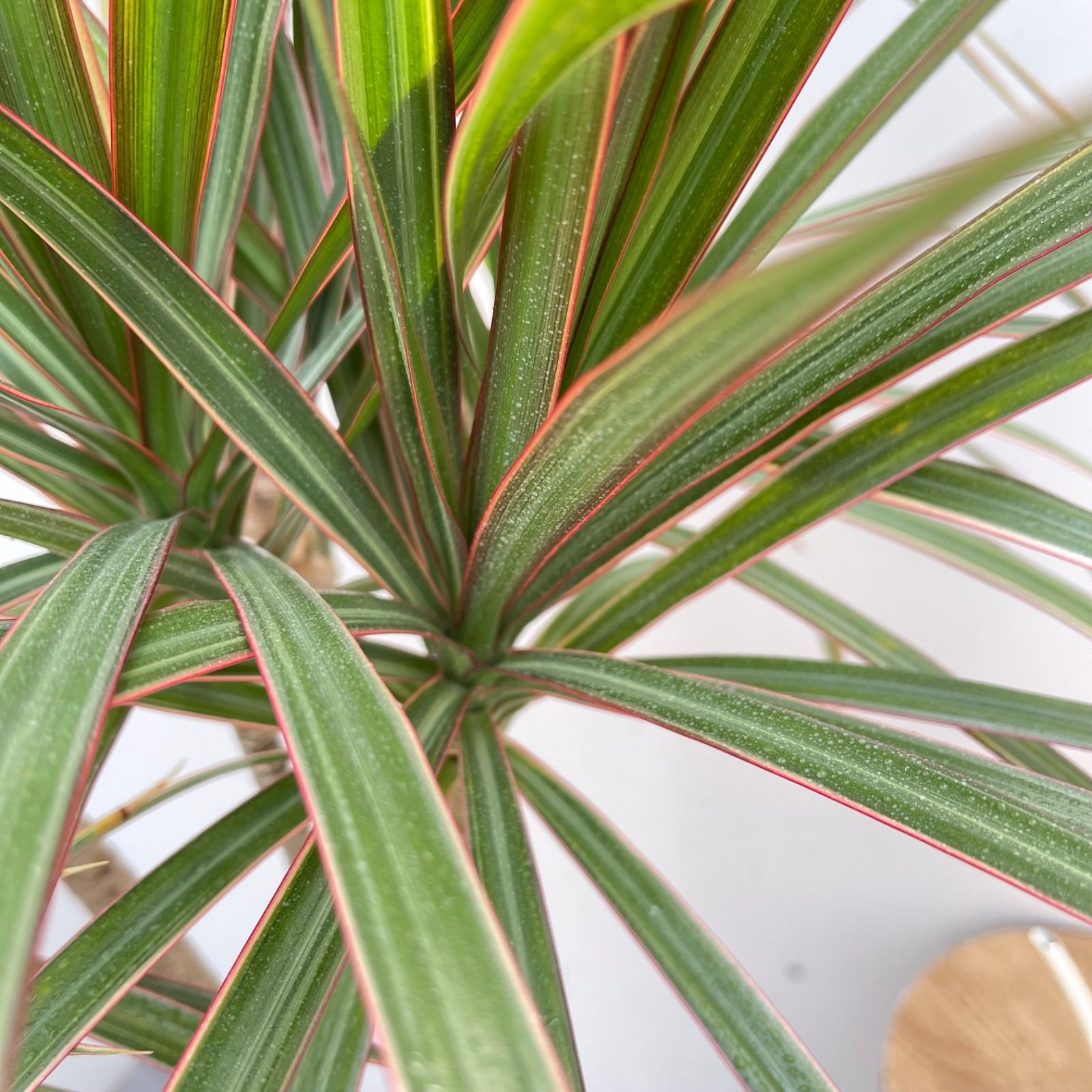 現品　ドラセナ　コンシンネ　トリカラー　28番　観葉植物　特大　インテリア　室内 ドラセナ コンシンネ トリカラー 8【現品】観葉植物 室内 大型 - メルカリ