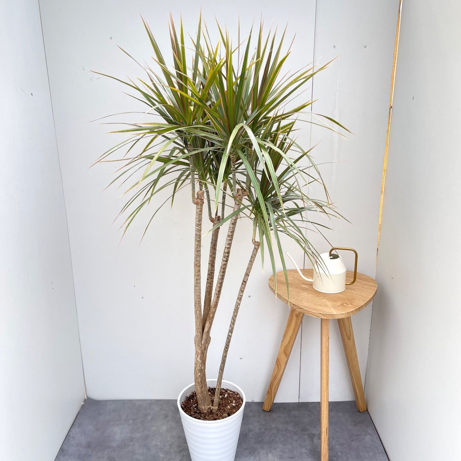 ［現品］87番　ドラセナ　コンシンネ　トリカラー　観葉植物　室内　8号　おしゃれ ドラセナ コンシンネ トリカラー 8【現品】観葉植物 室内 大型 - メルカリ