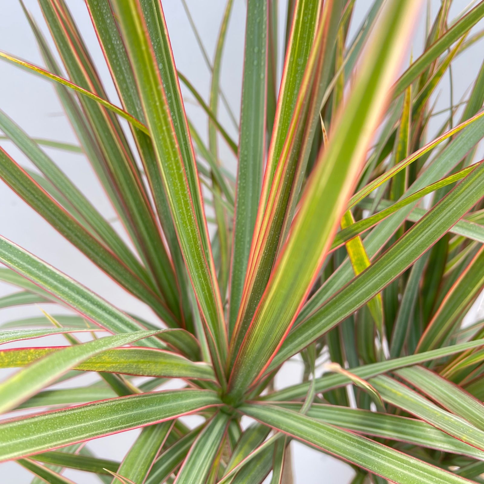 ドラセナ コンシンネ トリカラー 8【現品】観葉植物 室内 大型 - メルカリ