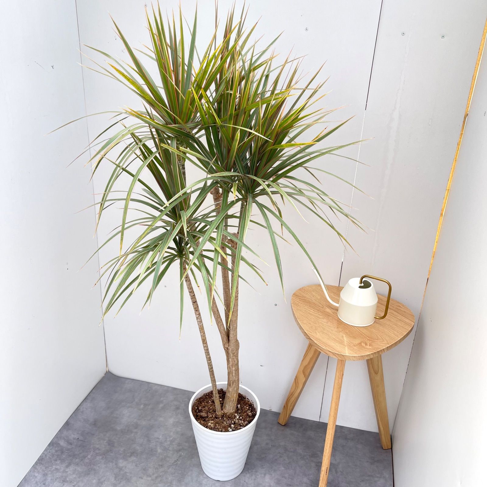 現品　ドラセナ　コンシンネ　トリカラー　28番　観葉植物　特大　インテリア　室内 ドラセナ コンシンネ トリカラー 8【現品】観葉植物 室内 大型 - メルカリ