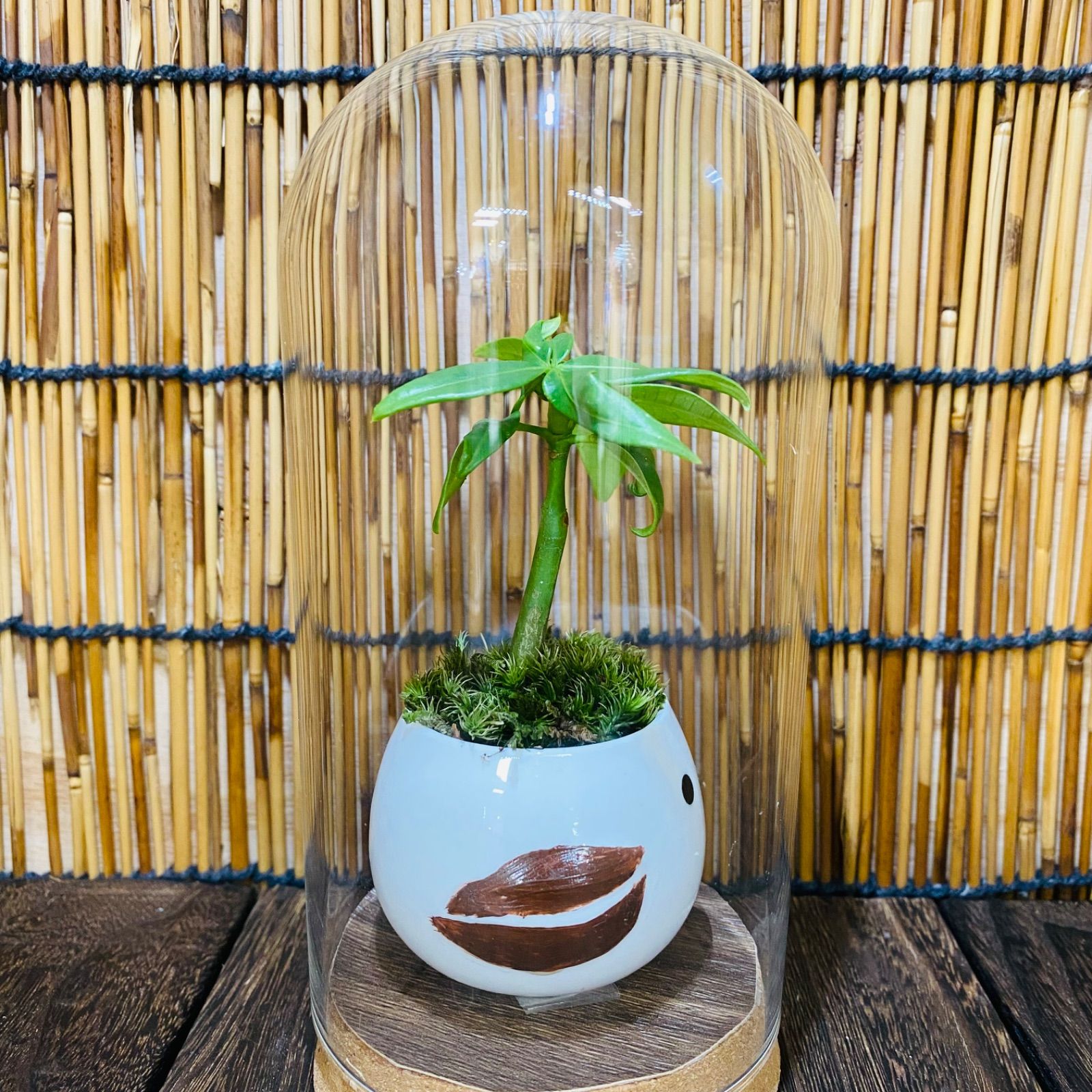 パキラ&山苔の苔テラリウム｜シマエナガの小さな癒しの森 ガラスドーム
