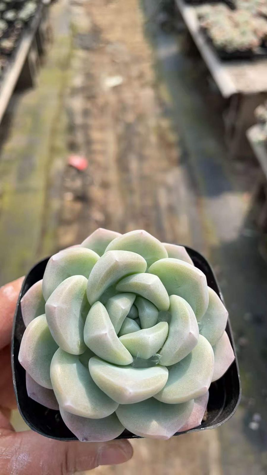 新入荷 ヒョウギョク×50株 Z4745抜き苗 多肉植物　詰め合わせ アエオニウム エケベリア サボテン 韓国苗