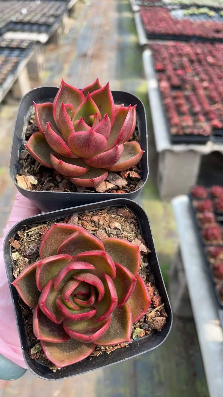 新入荷 レッドライト×50株 Z4756抜き苗 多肉植物　詰め合わせ アエオニウム エケベリア サボテン 韓国苗