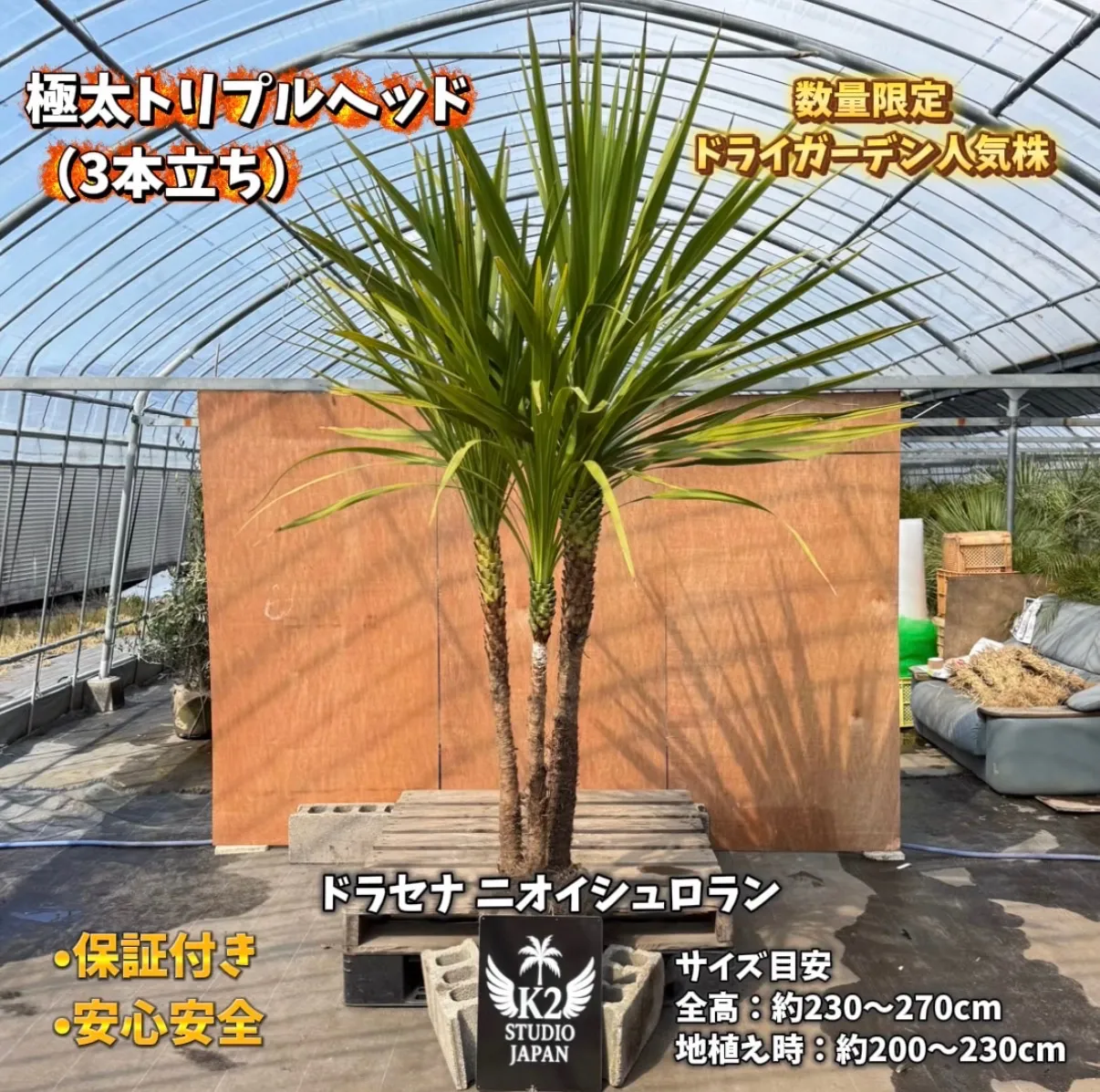 ニオイシュロラン　ドラセナ　切り株　ヒコバエ　価格応談致します　引き取り限定 ドラセナ ニオイシュロラン 今シーズン最終値下げ、春には値段戻します