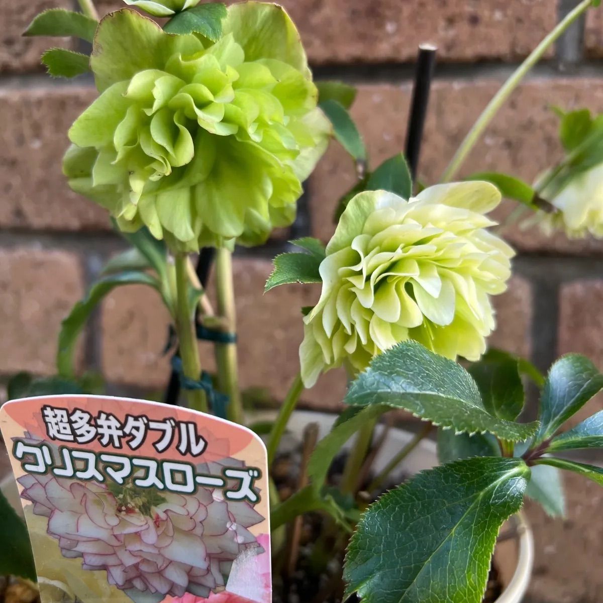 クリスマスローズ 超多弁ダブル 6号鉢 開花株 - メルカリ