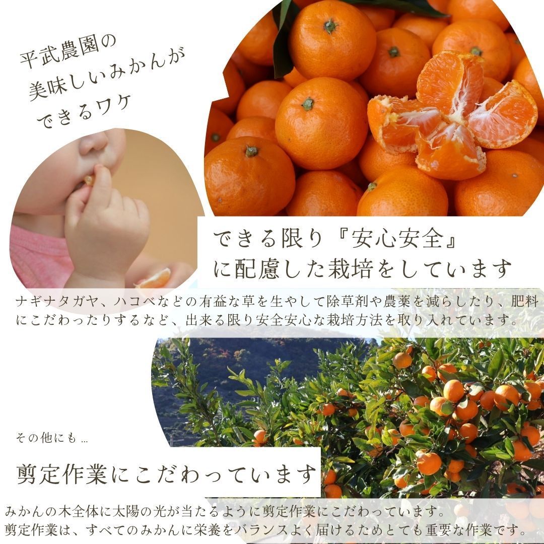 訳ありなつみオレンジ 3kg 農家直送 - メルカリ