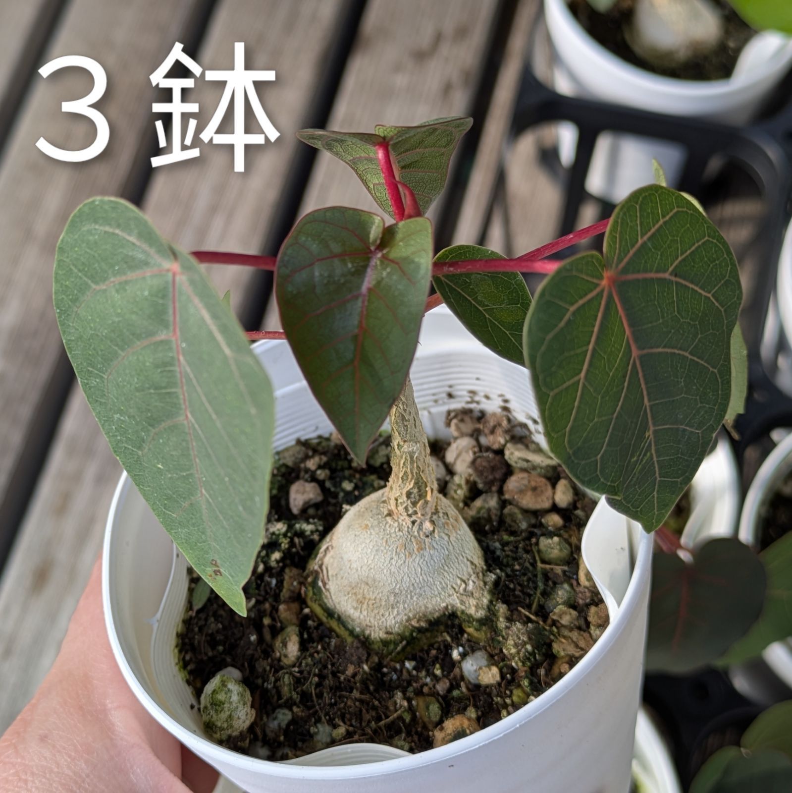 3鉢セット】フィカス ペティオラリス 観葉植物 塊根植物 赤 