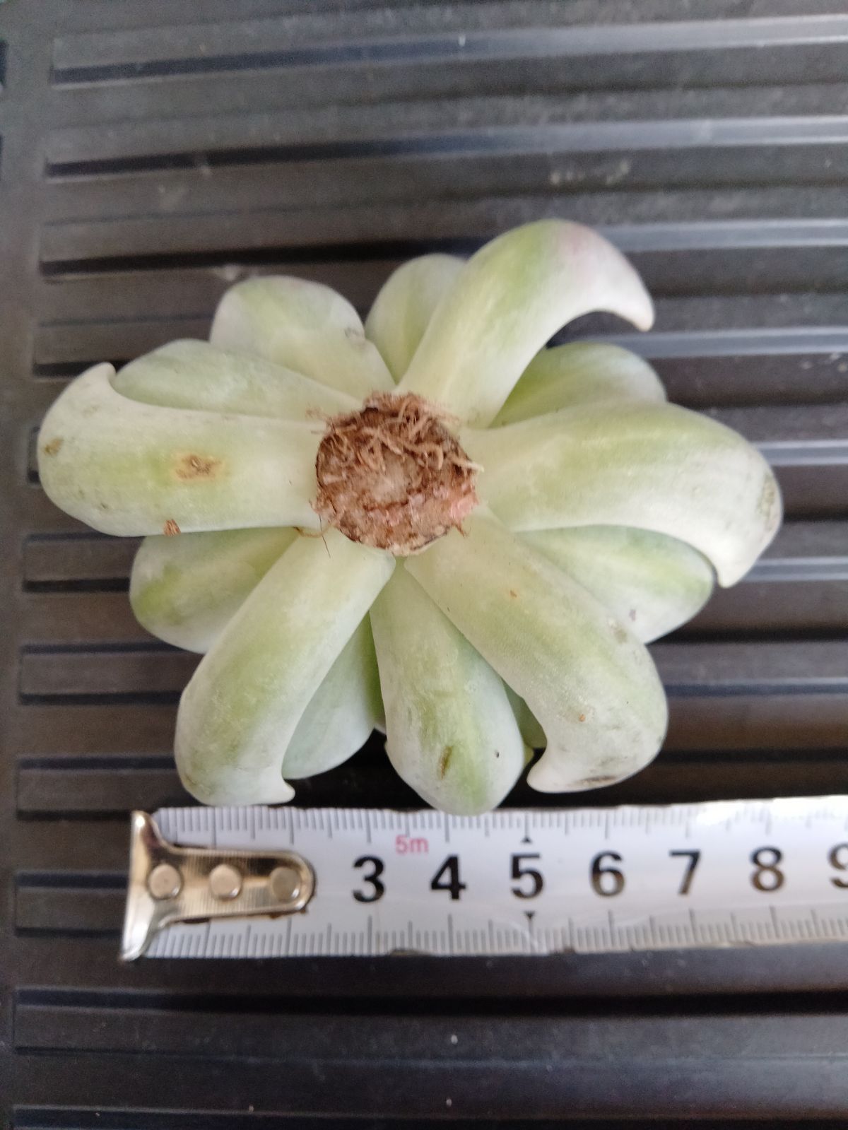 オルペット錦 大苗】 覆輪斑 ずっしりサイズ 多肉植物 - メルカリ オルペット錦 大苗】 覆輪斑 ずっしりサイズ 多肉植物 - メルカリ
