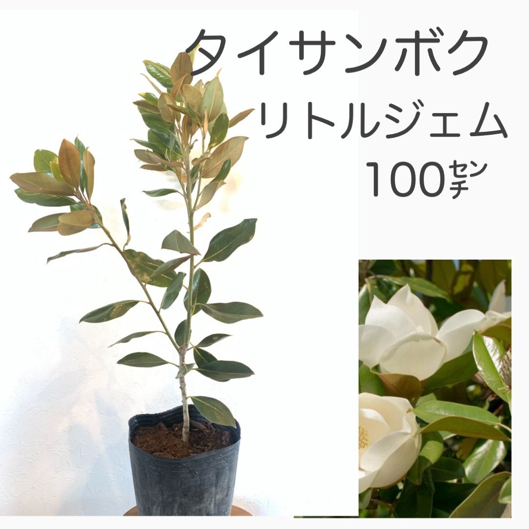 タイサンボク リトルジェム 苗・苗木① ☆数限定です！ ☆若木のうち
