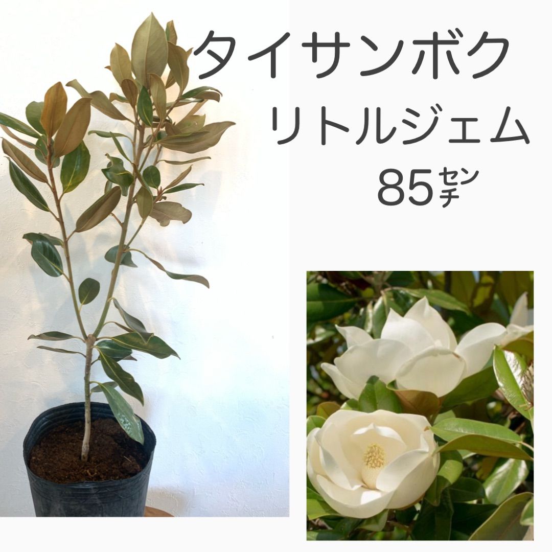 タイサンボク リトルジェム 苗・苗木② ☆数限定 ☆若木のうちから花を