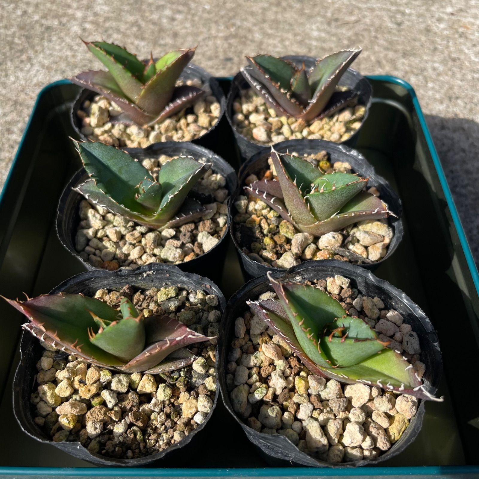 DP63 アガベオテロイ実生6株セット Agave oteloi seeding - メルカリ