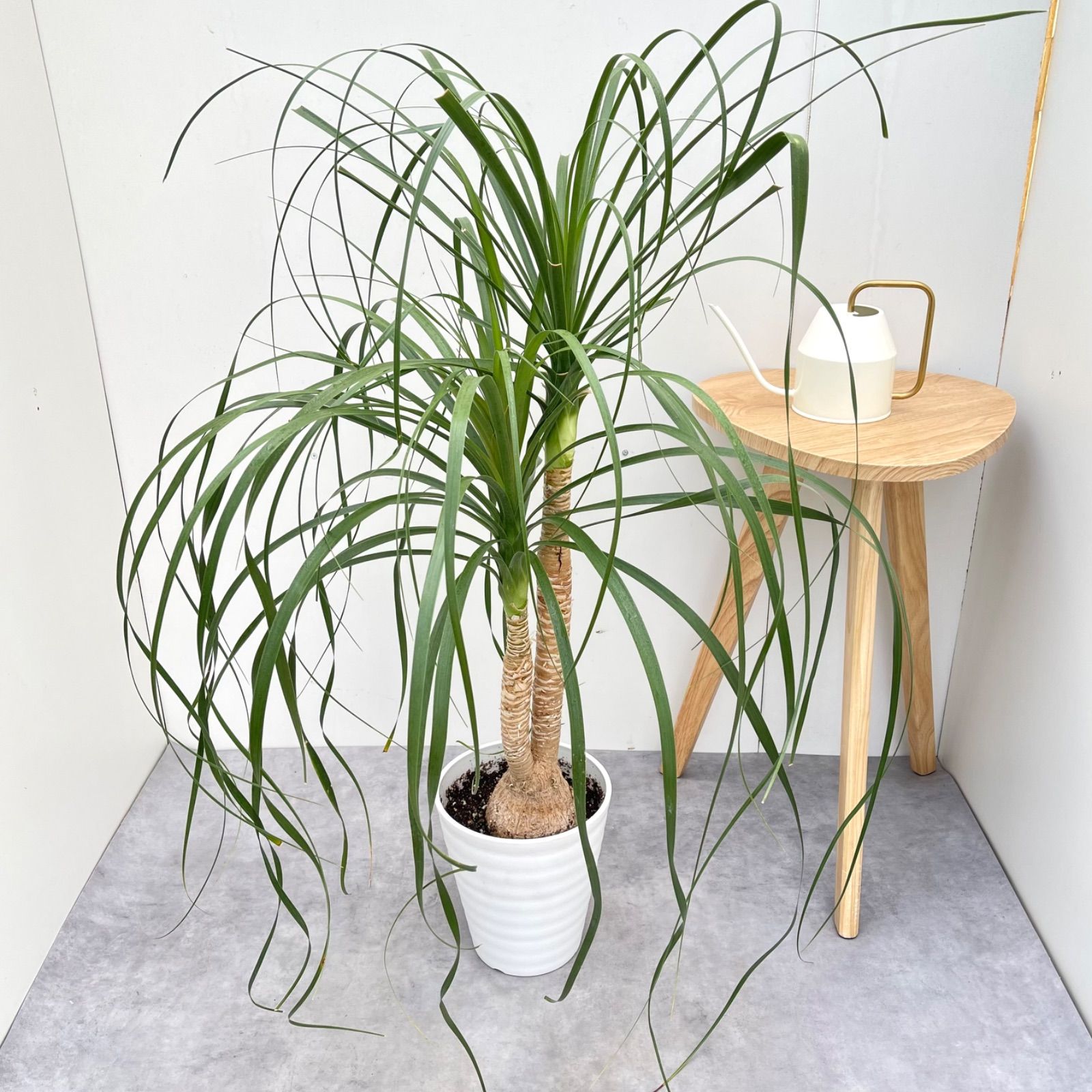 トックリラン ポニーテール ノリナ 2【現品】観葉植物 室内 7号 - メルカリ