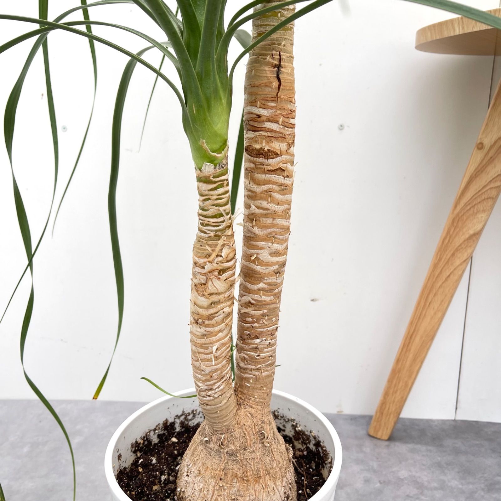 トックリラン ポニーテール ノリナ 2【現品】観葉植物 室内 7号 - メルカリ