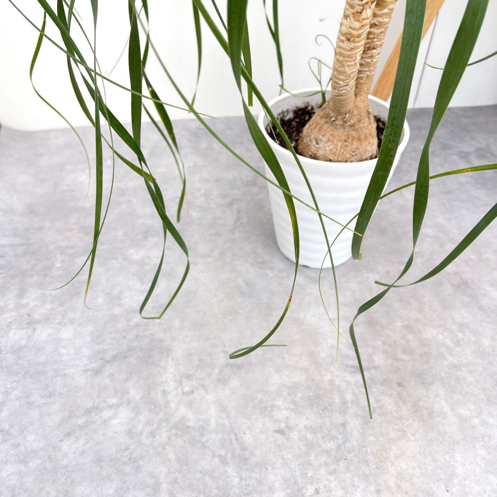 トックリラン ポニーテール ノリナ 2【現品】観葉植物 室内 7号 - メルカリ