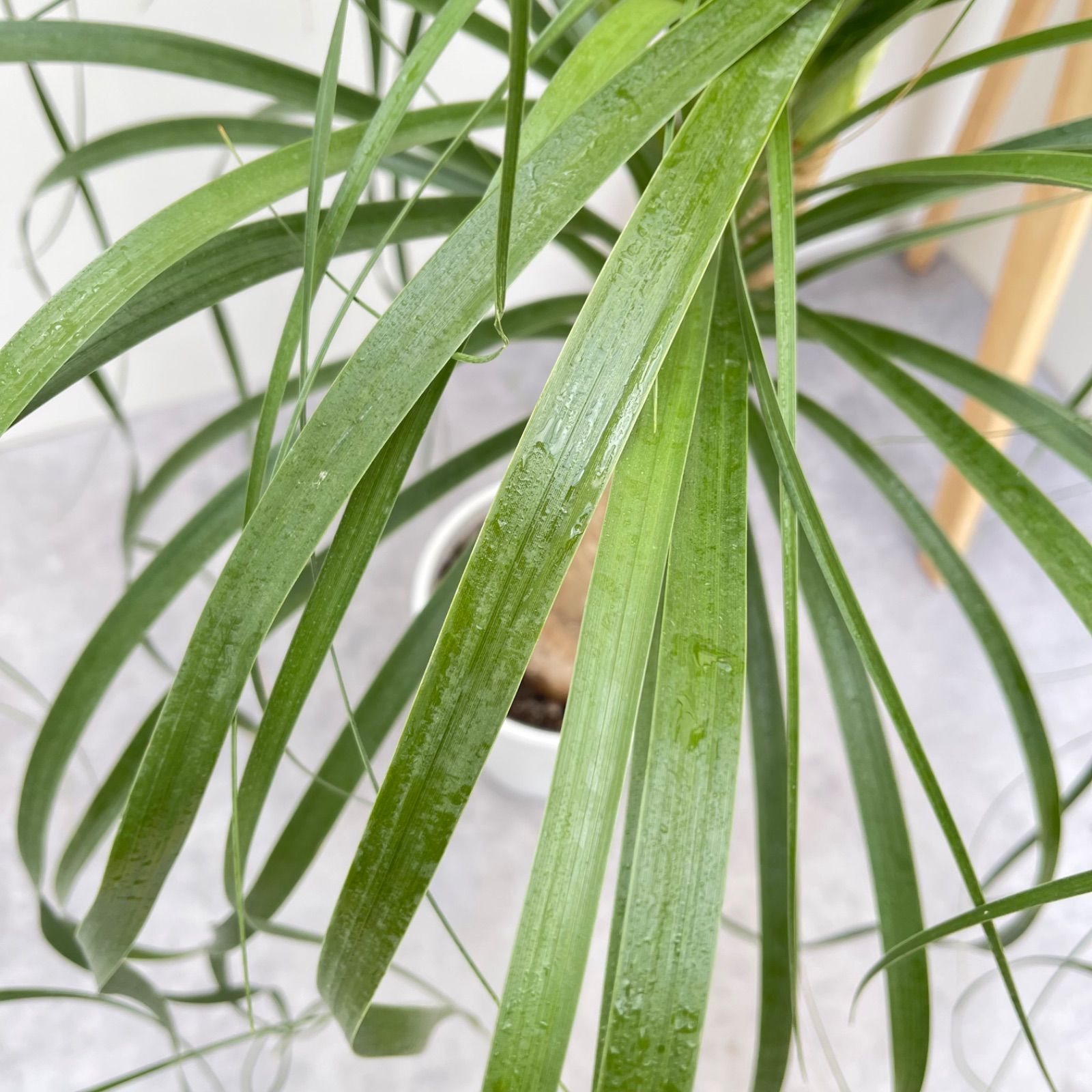 トックリラン ポニーテール ノリナ 2【現品】観葉植物 室内 7号 - メルカリ
