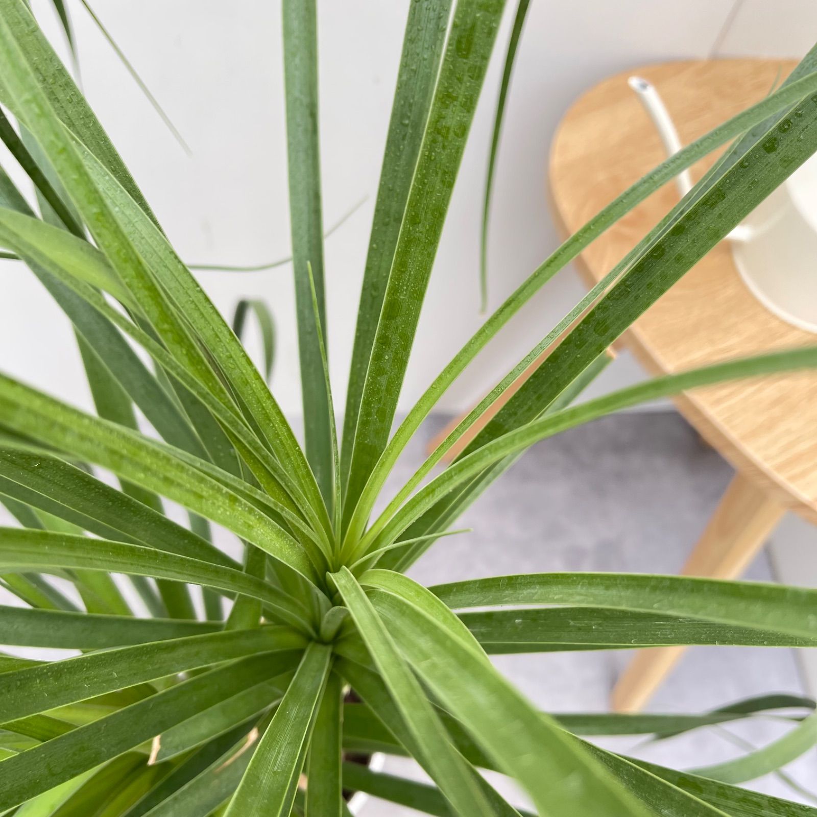 トックリラン ポニーテール ノリナ 2【現品】観葉植物 室内 7号 - メルカリ