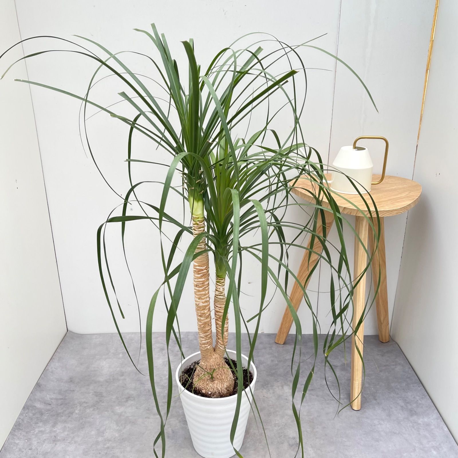 トックリラン ポニーテール ノリナ 2【現品】観葉植物 室内 7号 - メルカリ