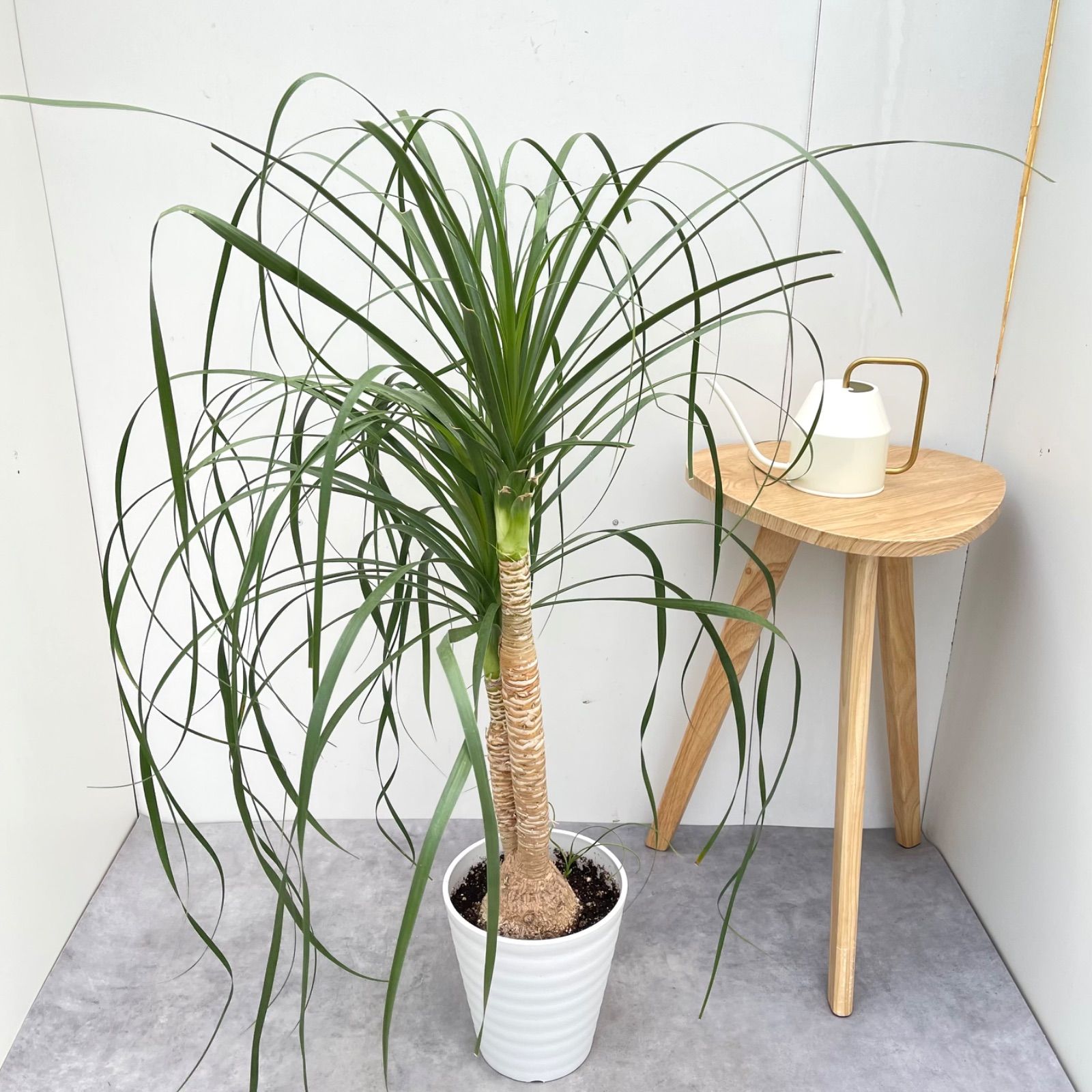 トックリラン ポニーテール ノリナ 2【現品】観葉植物 室内 7号 - メルカリ