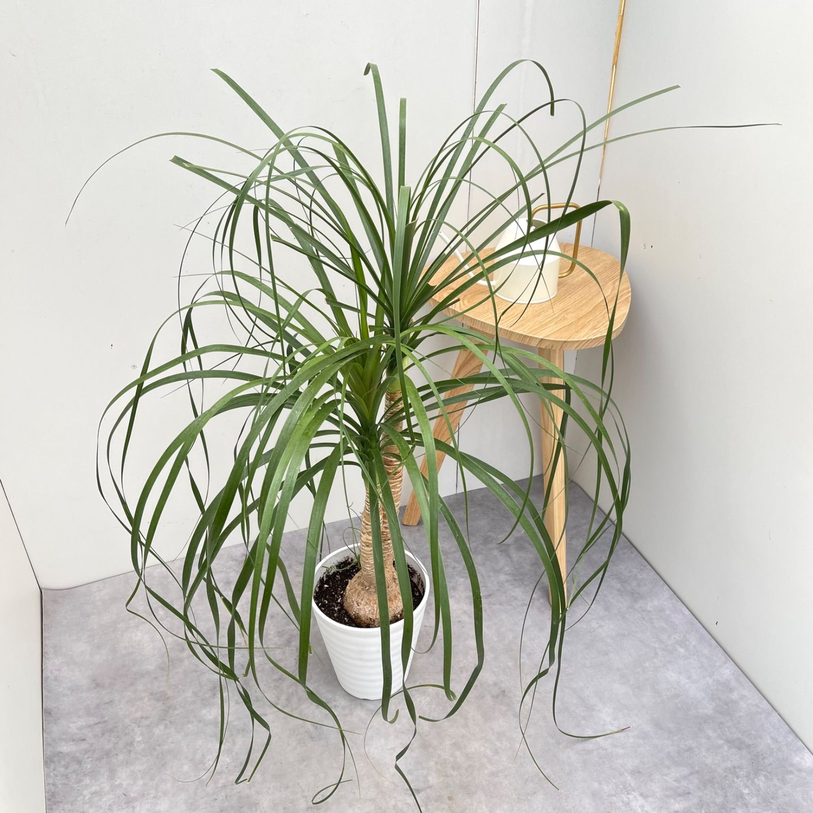 トックリラン ポニーテール ノリナ 2【現品】観葉植物 室内 7号 - メルカリ