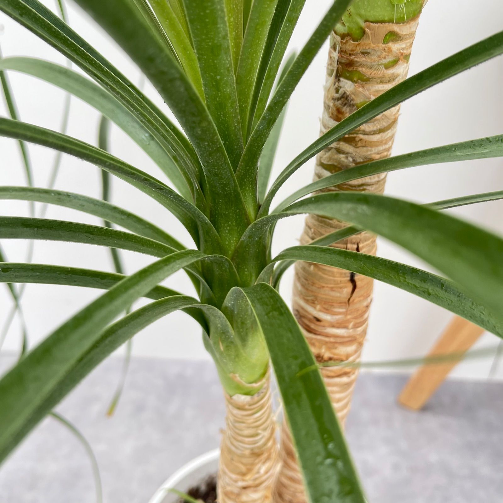 トックリラン ポニーテール ノリナ 2【現品】観葉植物 室内 7号 - メルカリ