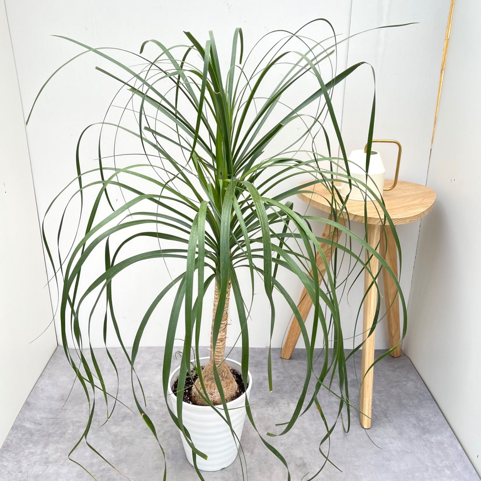 トックリラン ポニーテール ノリナ 2【現品】観葉植物 室内 7号 - メルカリ