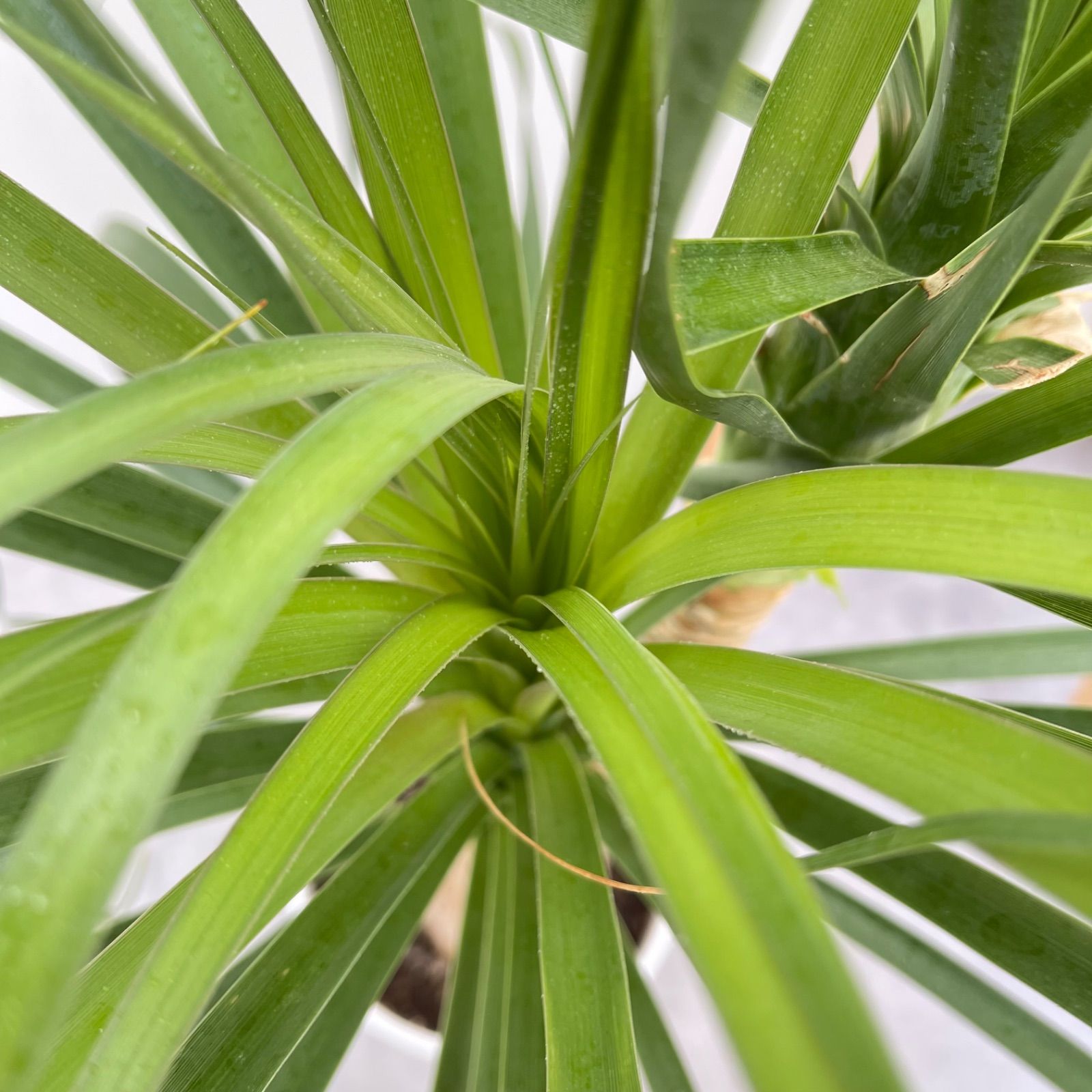トックリラン ポニーテール ノリナ 2【現品】観葉植物 室内 7号 - メルカリ