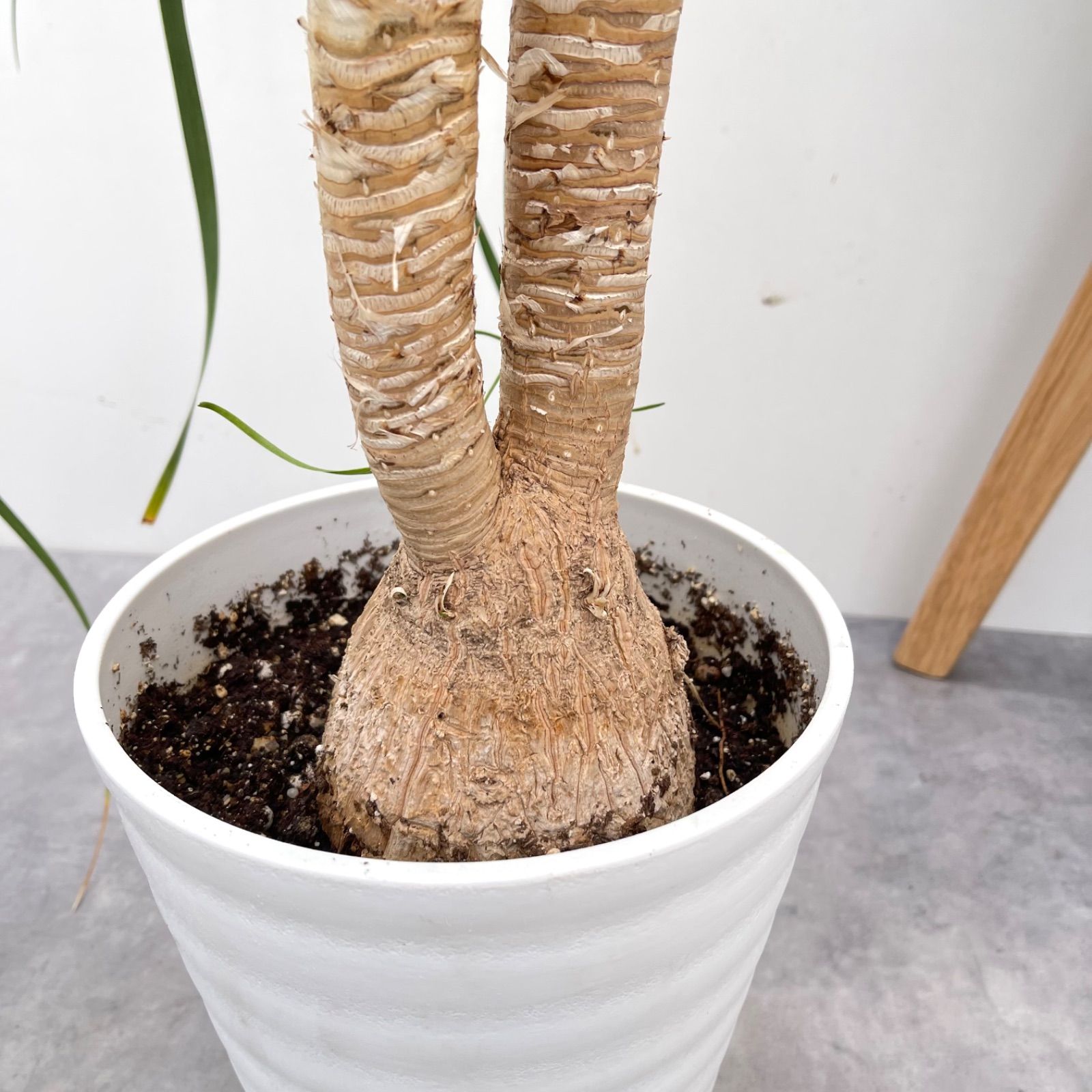 トックリラン ポニーテール ノリナ 2【現品】観葉植物 室内 7号 - メルカリ