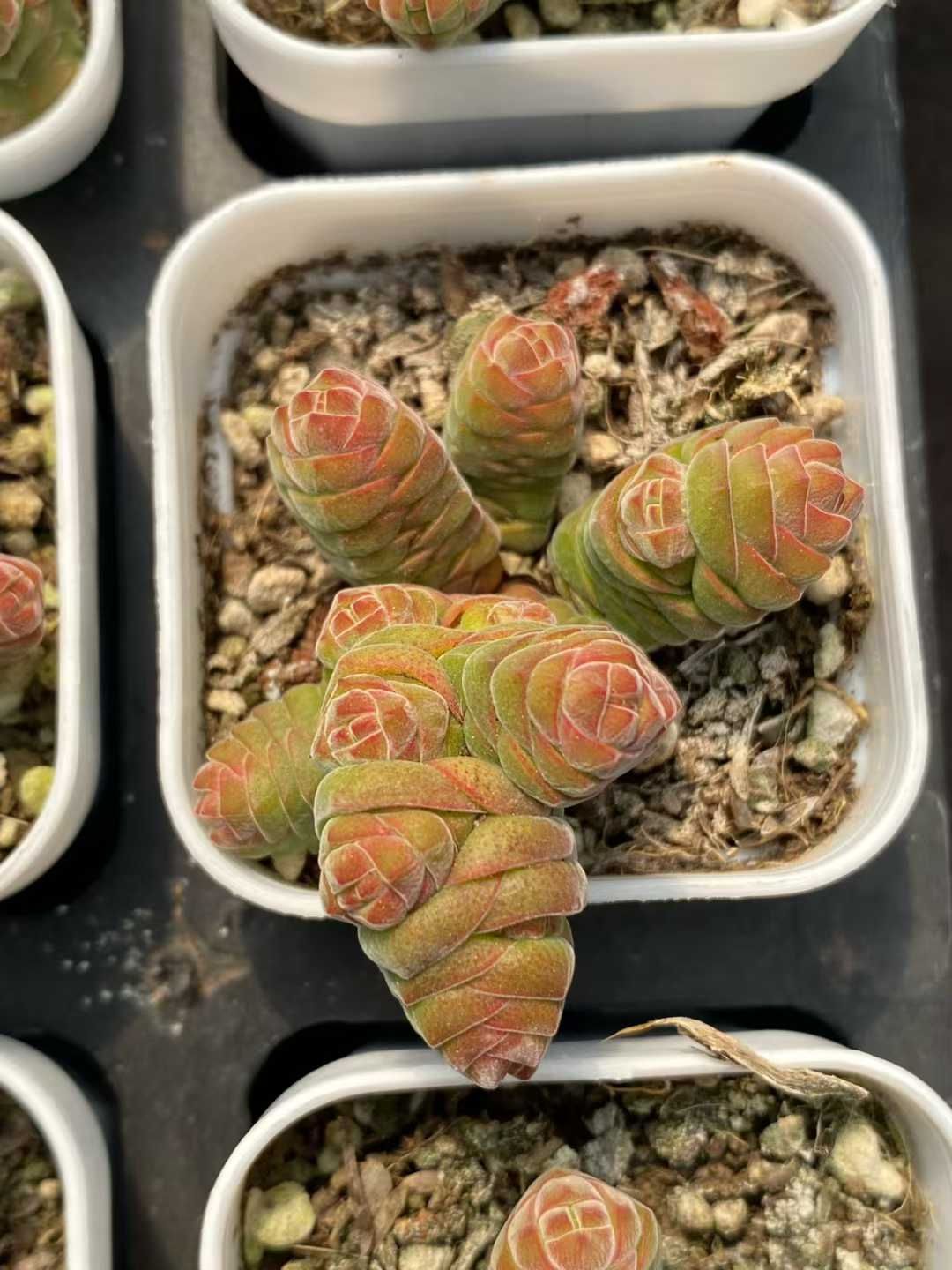 新入荷 ビロードタワー×24株 Z4629抜き苗 多肉植物 詰め合わせ