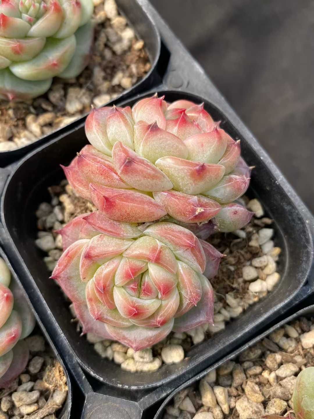 新入荷 ミドリボダイ×24株 Z4631抜き苗 多肉植物　詰め合わせ アエオニウム エケベリア サボテン 韓国苗