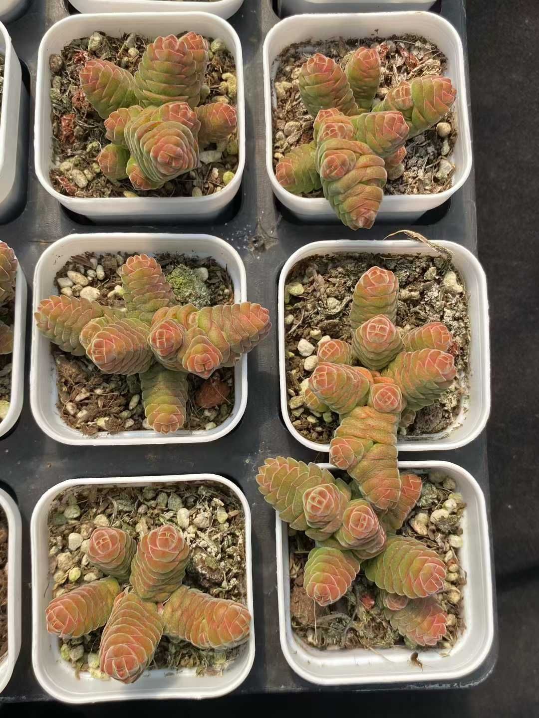 新入荷 ビロードタワー×24株 Z4629抜き苗 多肉植物 詰め合わせ