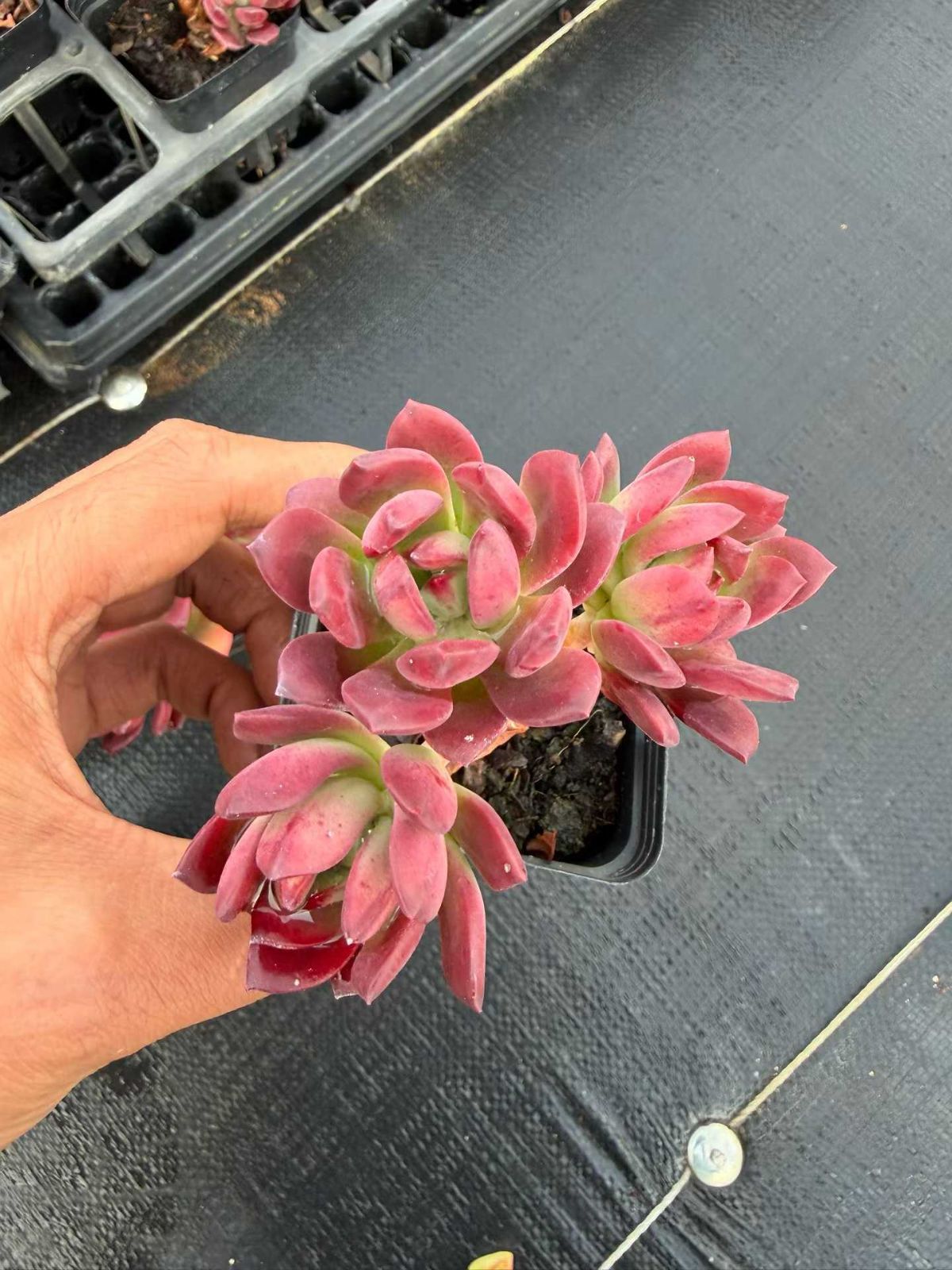 新入荷 ベニチレングン×50株 Z4657抜き苗 多肉植物　詰め合わせ アエオニウム エケベリア サボテン 韓国苗