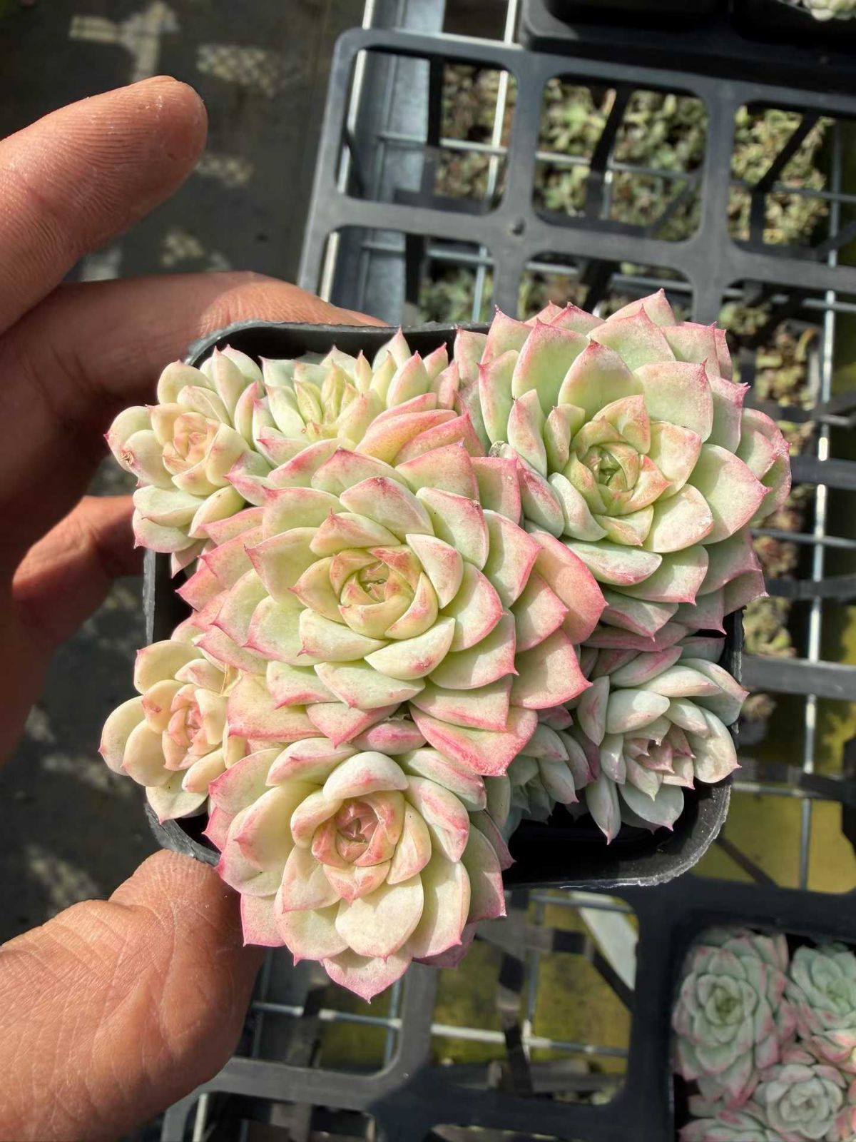新入荷 ジョオウジュウキュウゴウグン×50株 Z4675抜き苗 多肉植物　詰め合わせ アエオニウム エケベリア サボテン 韓国苗