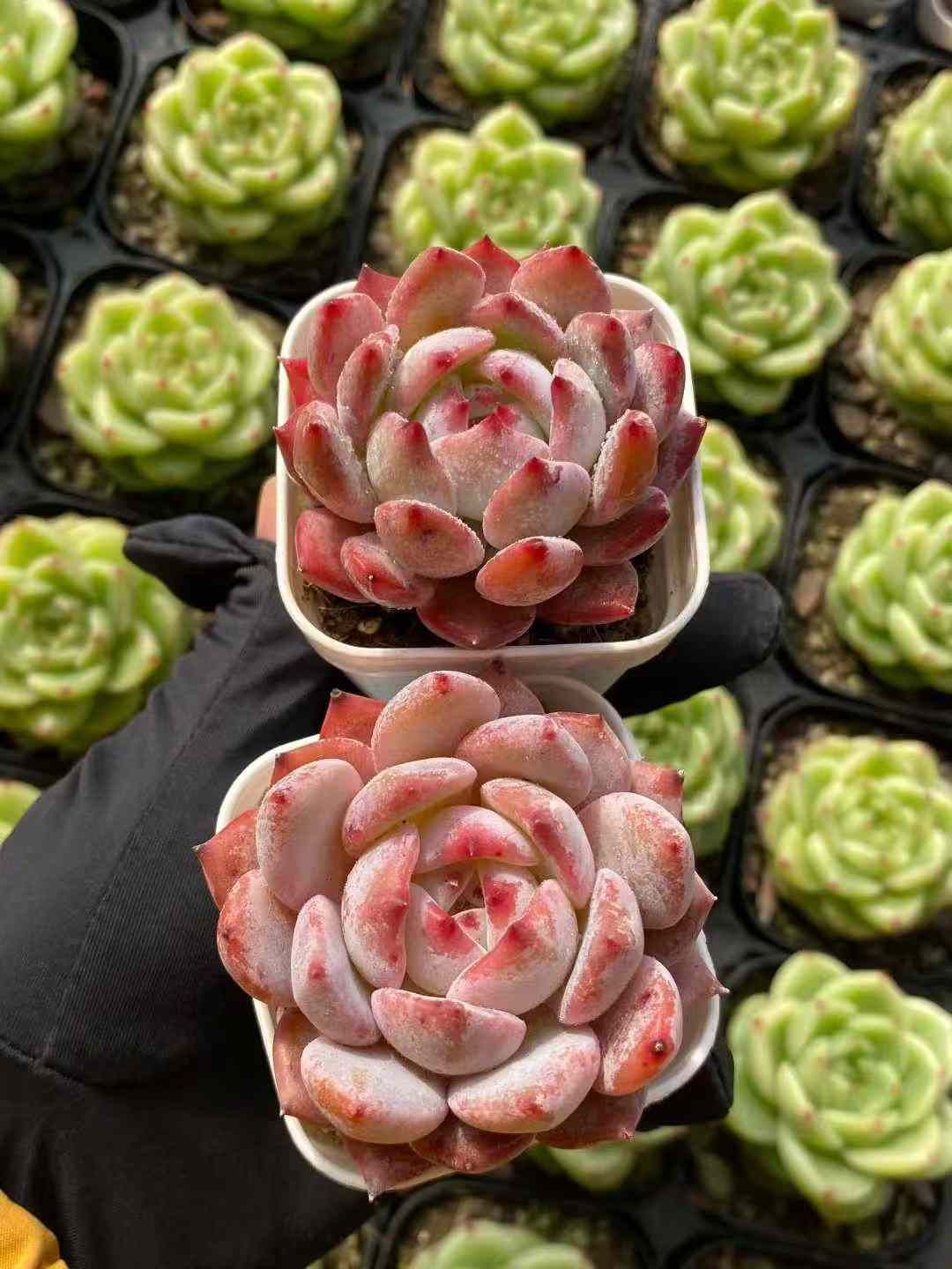 新入荷 マリリン×24株 Z4460抜き苗 多肉植物　詰め合わせ アエオニウム エケベリア サボテン 韓国苗