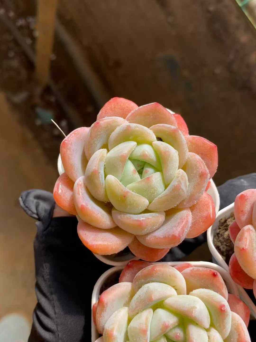 新入荷 ゲンム×24株 Z4462抜き苗 多肉植物　詰め合わせ アエオニウム エケベリア サボテン 韓国苗
