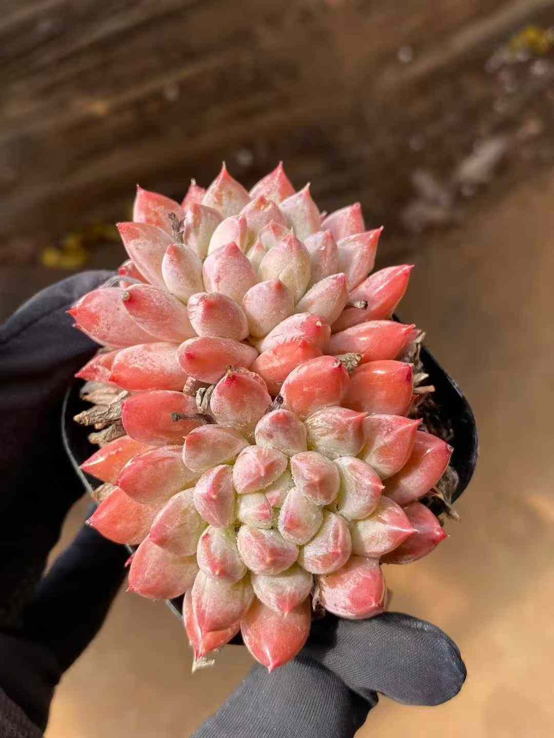 新入荷 メルロー×24株 Z4465抜き苗 多肉植物　詰め合わせ アエオニウム エケベリア サボテン 韓国苗