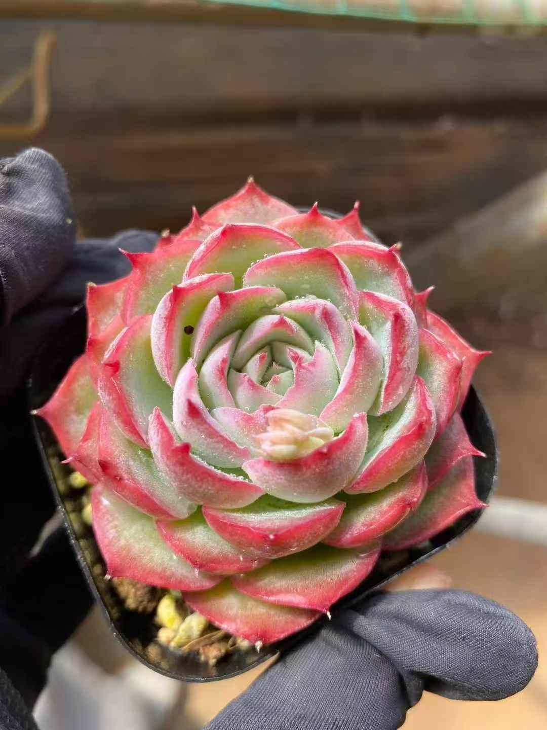 新入荷 ソクエイ×24株 Z4466抜き苗 多肉植物　詰め合わせ アエオニウム エケベリア サボテン 韓国苗
