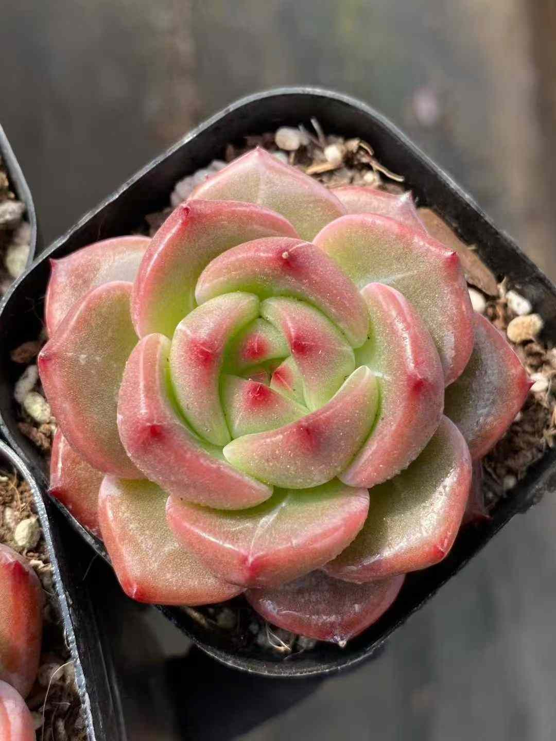 新入荷 シャーロット×24株 Z4523抜き苗 多肉植物　詰め合わせ アエオニウム エケベリア サボテン 韓国苗