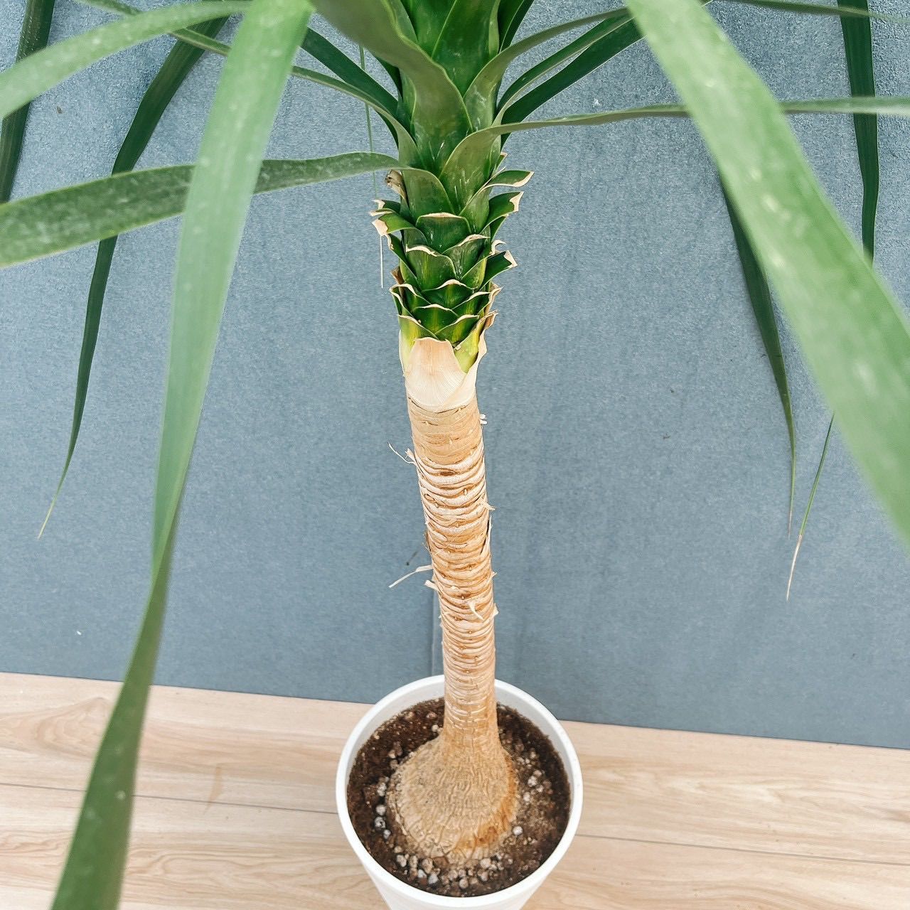 ［現品］22番　トックリラン　8号　ポニーテール　ノリナ　観葉植物　室内　大型 現品］22番 トックリラン 8号 ポニーテール ノリナ 観葉植物 室内 大型