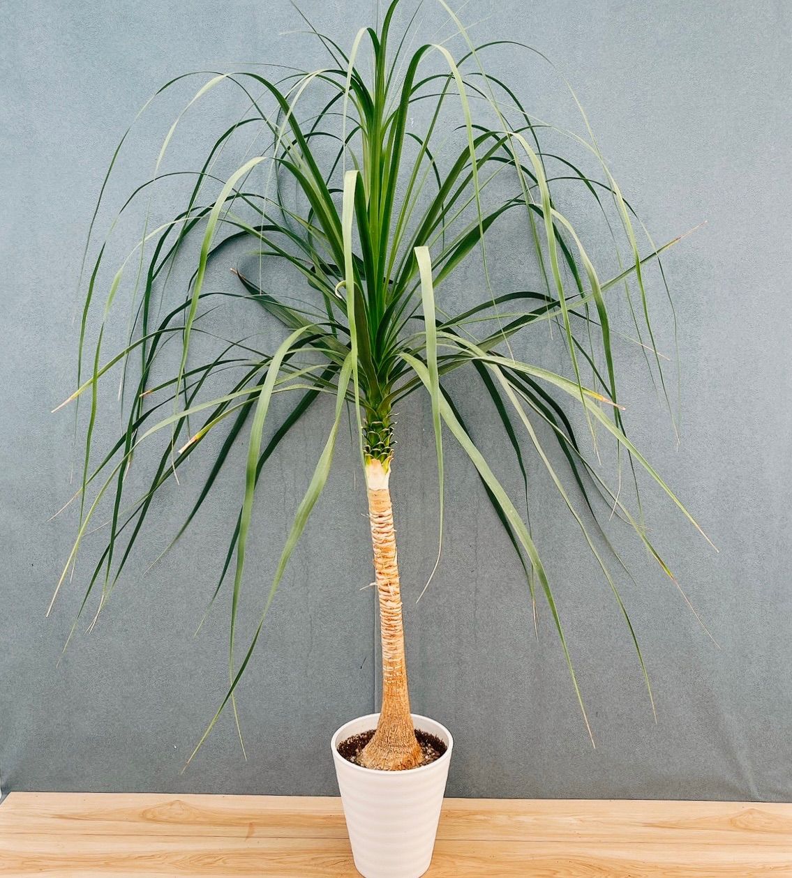 現品］22番 トックリラン 8号 ポニーテール ノリナ 観葉植物 室内 大型