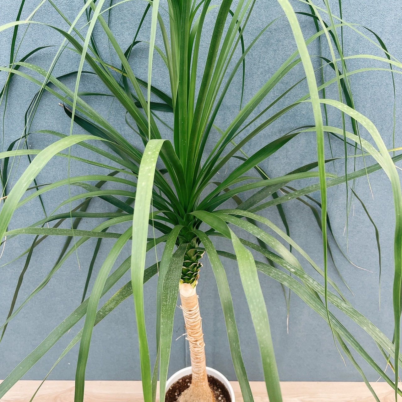 現品］22番 トックリラン 8号 ポニーテール ノリナ 観葉植物 室内 大型