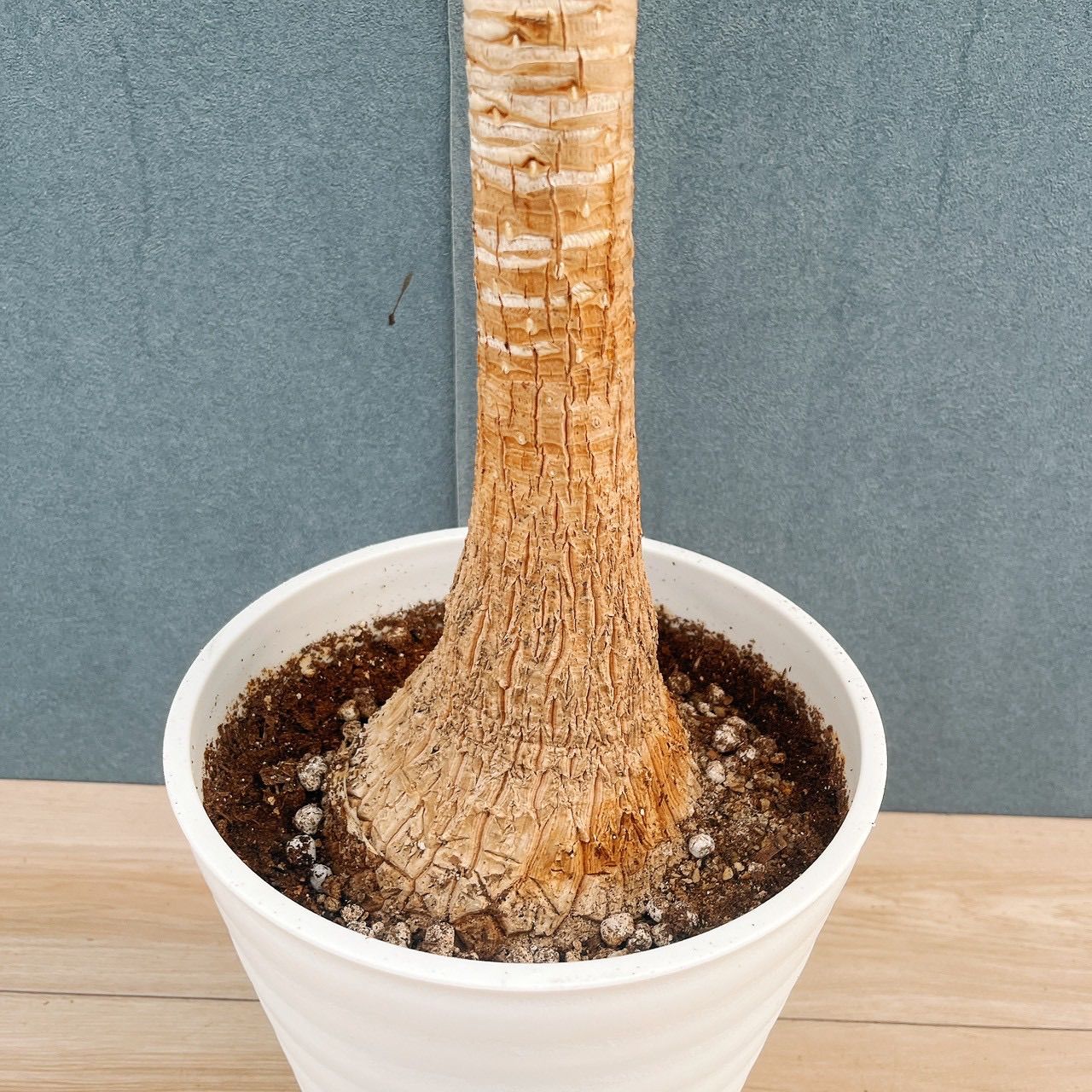 現品］22番 トックリラン 8号 ポニーテール ノリナ 観葉植物 室内 大型