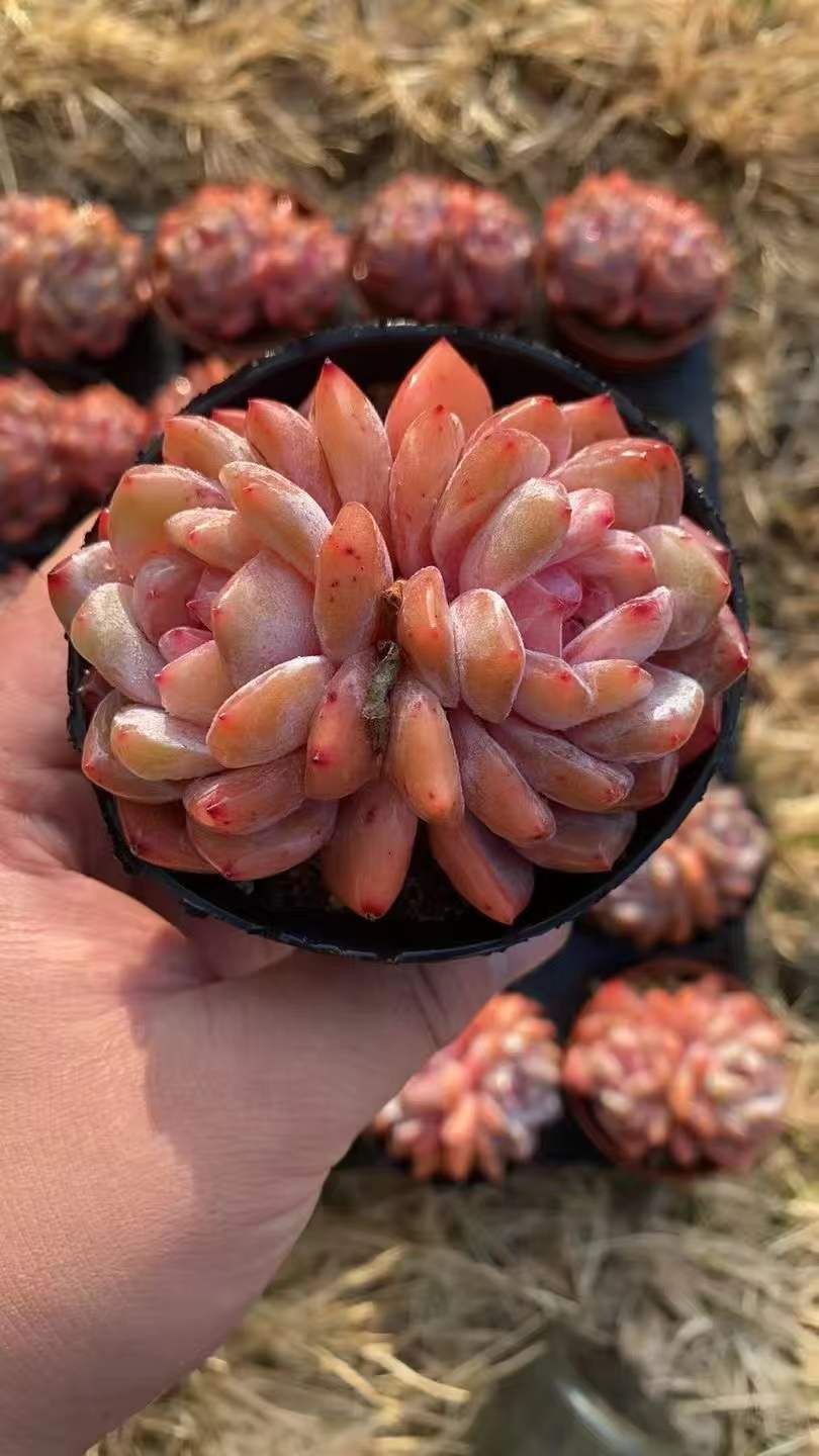 新入荷 ダブルヘッドユキテンシ×18株 Z4377抜き苗 多肉植物　詰め合わせ アエオニウム エケベリア サボテン 韓国苗