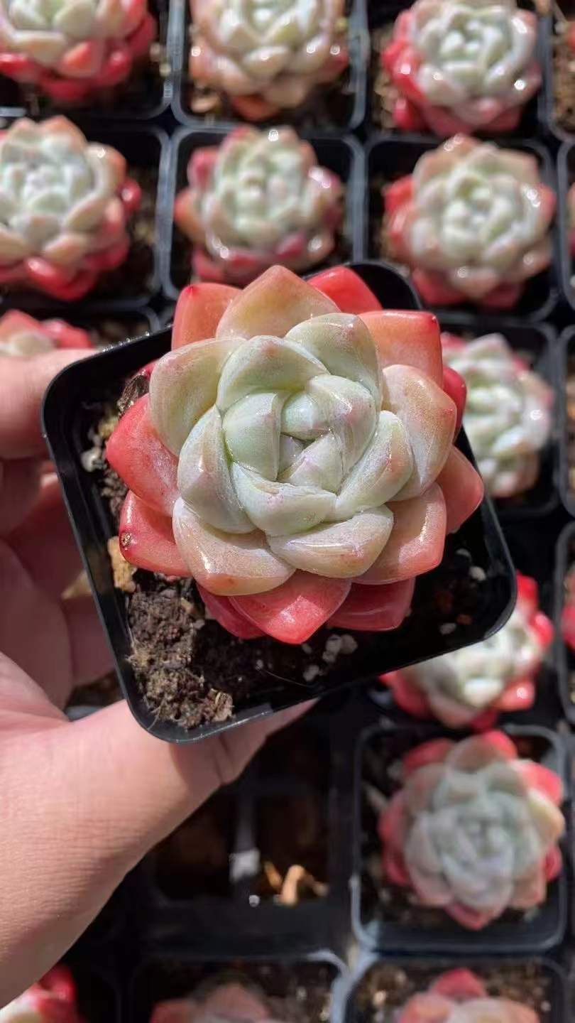 新入荷 チェリーブロッサムアイスジェイド×32株 Z4405抜き苗 多肉植物　詰め合わせ アエオニウム エケベリア サボテン 韓国苗