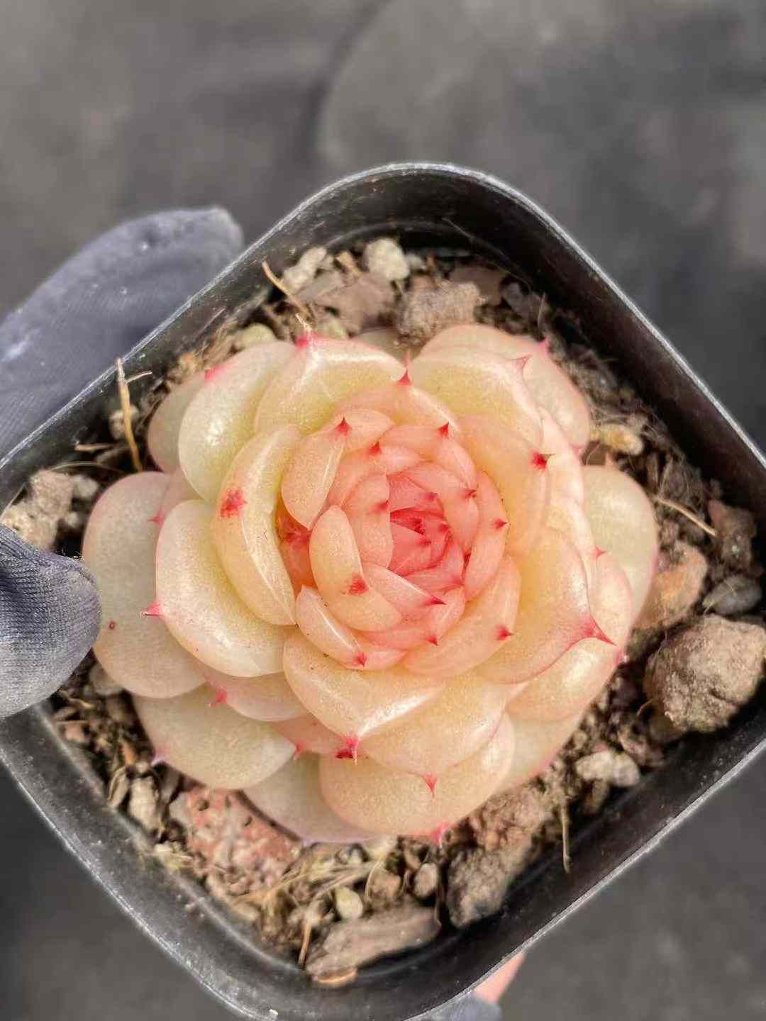 新入荷 ギョクレイロウ×24株 Z4430抜き苗 多肉植物　詰め合わせ アエオニウム エケベリア サボテン 韓国苗