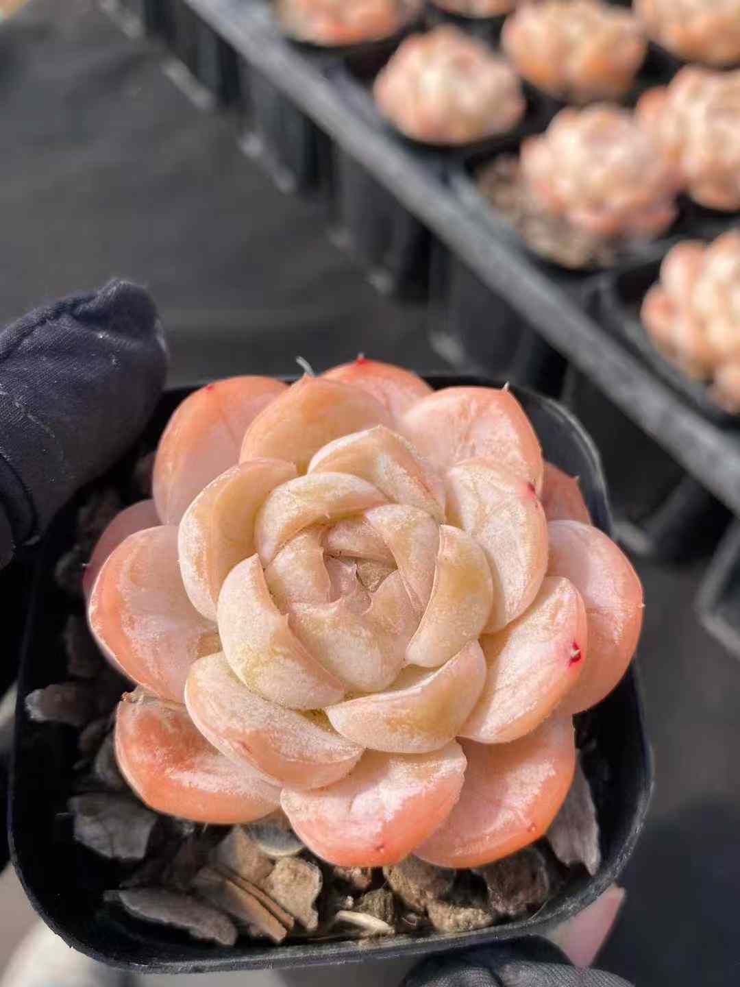 新入荷 マキアート×24株 Z4433抜き苗 多肉植物　詰め合わせ アエオニウム エケベリア サボテン 韓国苗