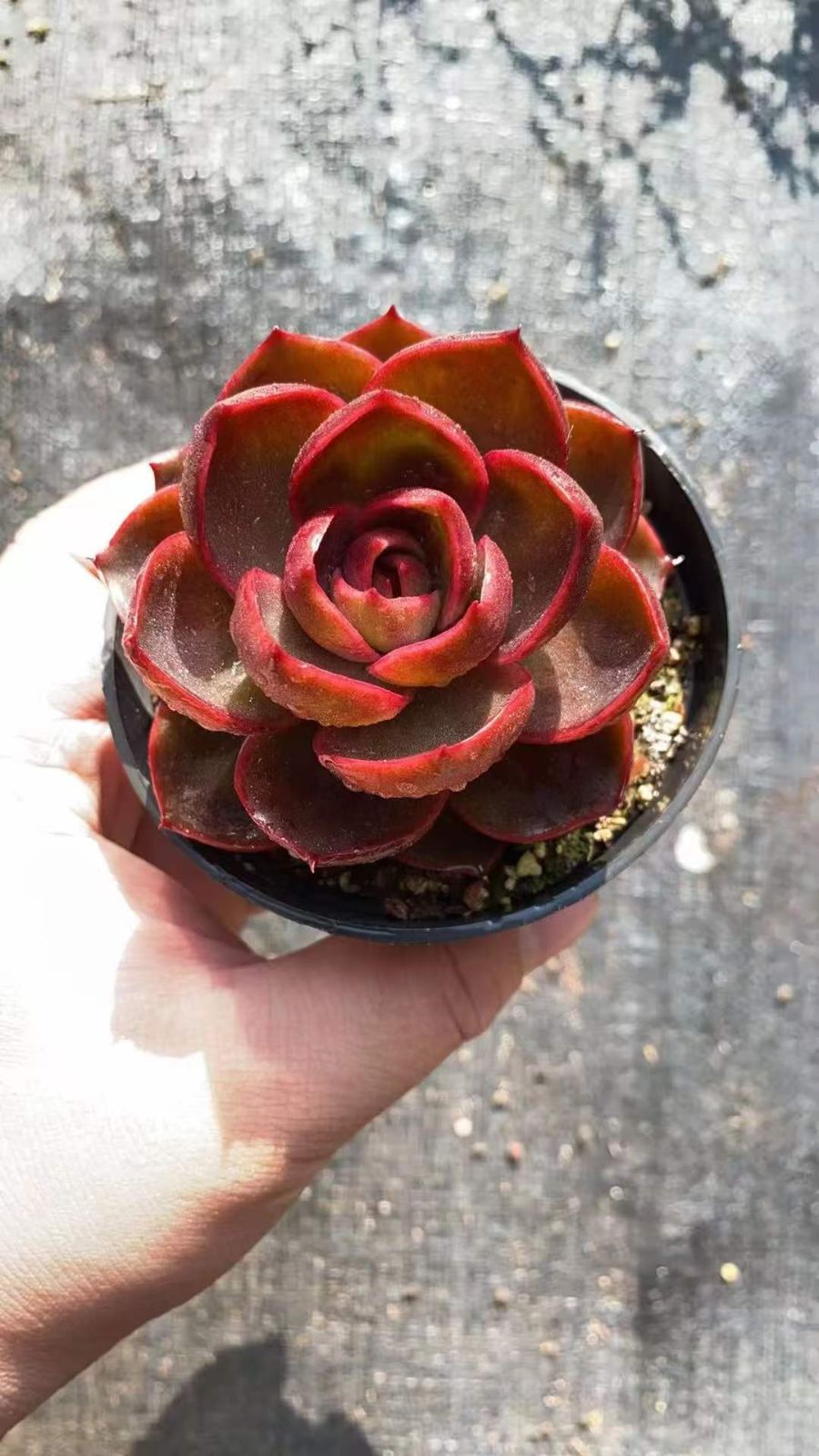 新入荷 レッドライト×18株 Z4372抜き苗 多肉植物　詰め合わせ アエオニウム エケベリア サボテン 韓国苗